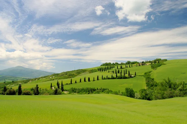 Zypressenkurven - curva dei cipressi 25 — Foto Stock