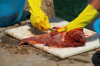drachenkopf seubern - scorpaena scrofa 11 temizlik