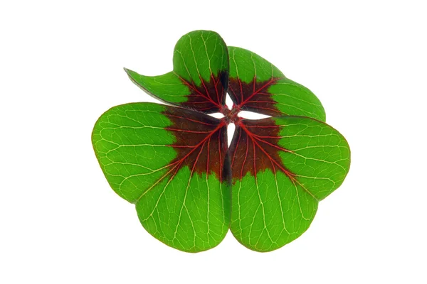 Glecksklee - four leafed clover 20 — Stock Photo, Image