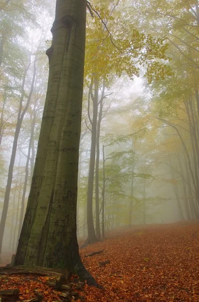 Beech forest in fog — Stock Photo, Image