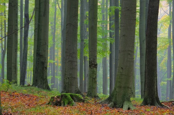 Beech forest in fog — Stock Photo, Image