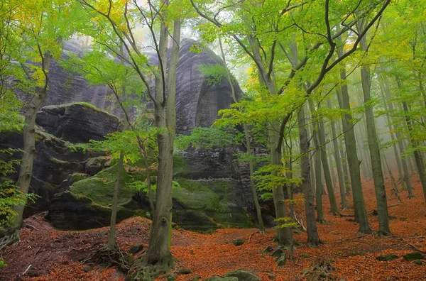 Beukenbos in de mist — Stockfoto