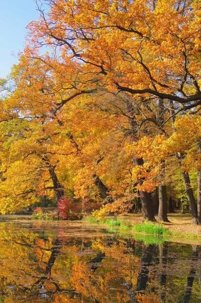 Дубові дерева восени — стокове фото