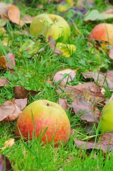 Windfall — Stock Photo, Image