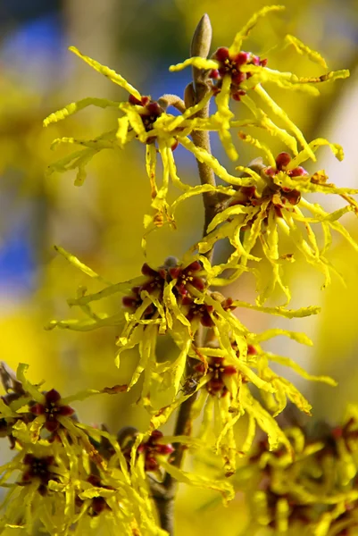 Hamamelis — Stockfoto