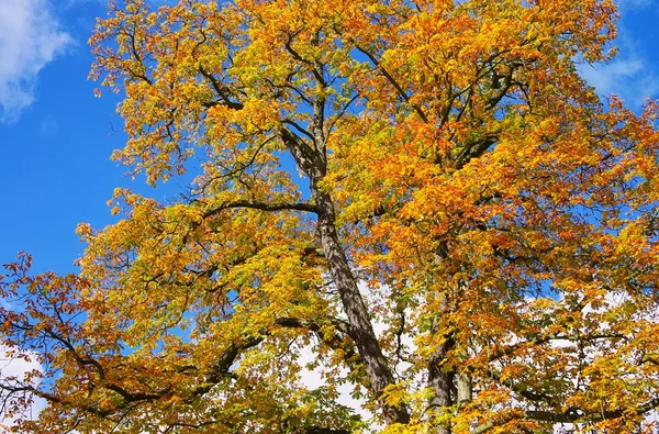 Кінський Каштан восени — стокове фото