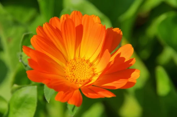 Calendula — Stock Photo, Image