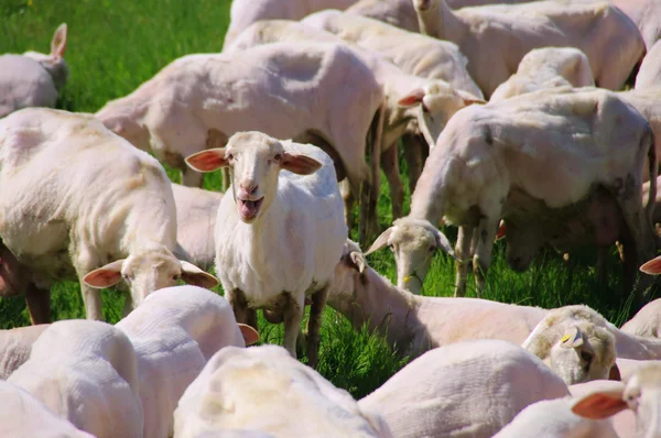 Kudde schapen — Stockfoto