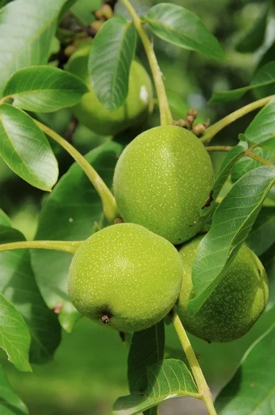 Walnut tree — Stockfoto