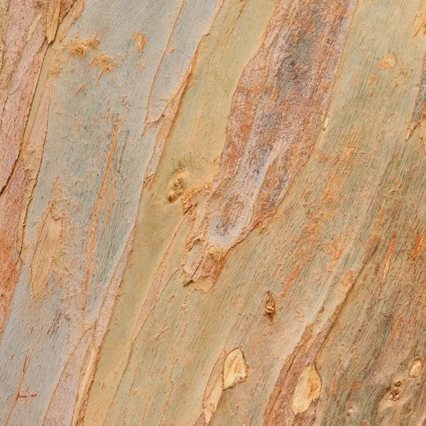 Eukalyptus-Hintergrund — Stockfoto
