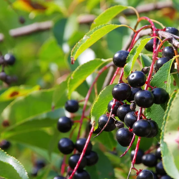 Fågel cherry — Stockfoto