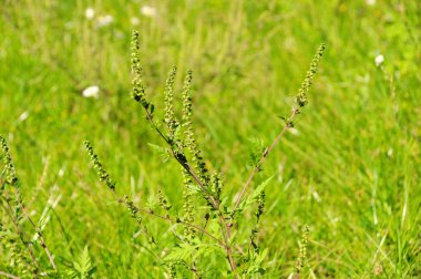 ortak ragweed