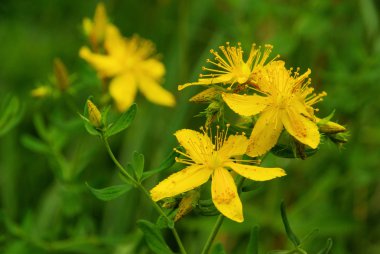 St Johns wort