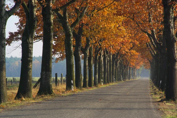 Avenue in autunno — Foto Stock