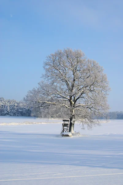 Árbol en invierno —  Fotos de Stock