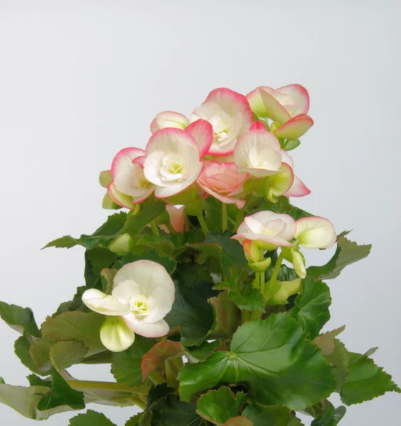 Begonia — Stock fotografie