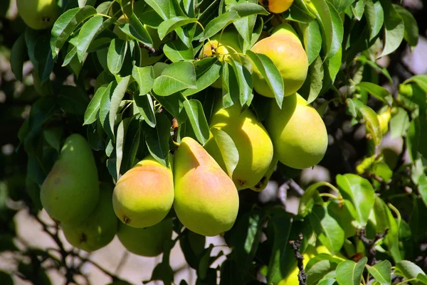 Päron på träd — Stockfoto