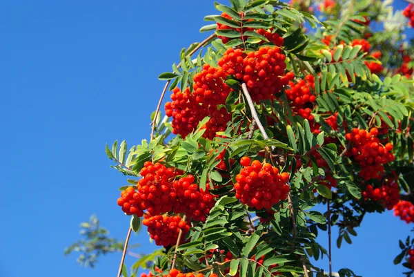 Rowan berries — Stock Photo, Image