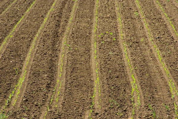 Field dengan kecambah — Stok Foto