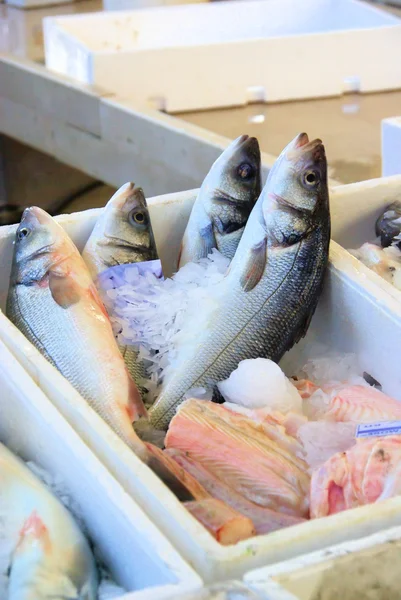 Pescado sobre hielo — Foto de Stock