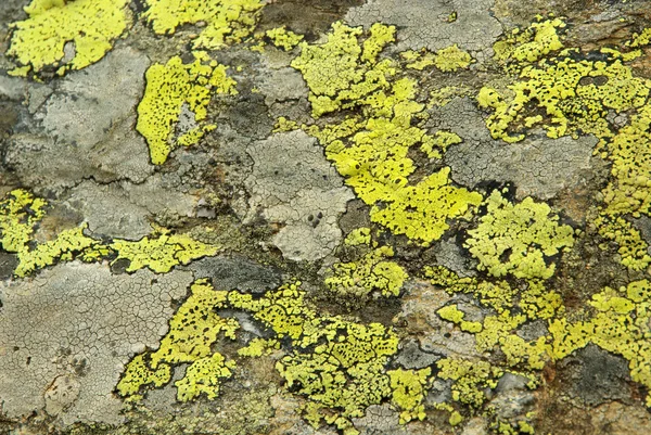 Lichen — Stock Photo, Image