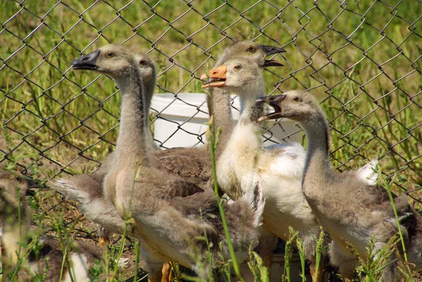 Geese in a corral — Stock Photo, Image