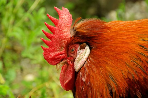 Cock închis — Fotografie, imagine de stoc