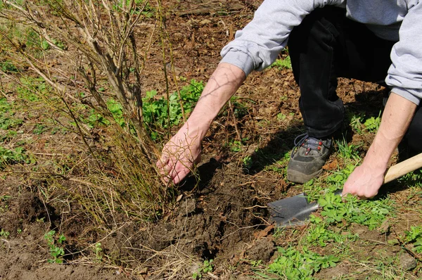 Blåbär anläggningen unearthing — Stockfoto