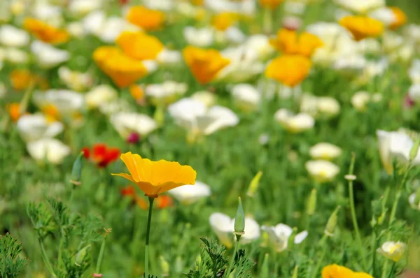 Kalifornischer Mohn — Stockfoto