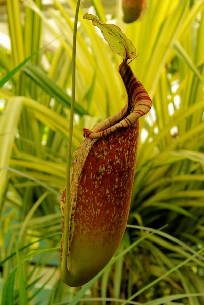 Nepenthes — Foto de Stock