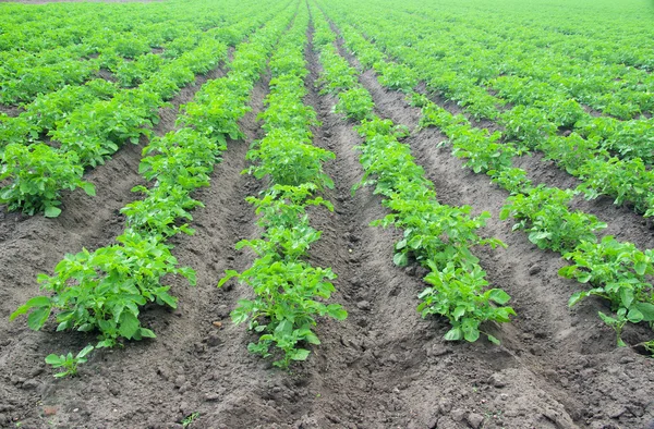 Patates bitkiaardappel plant — Stok fotoğraf