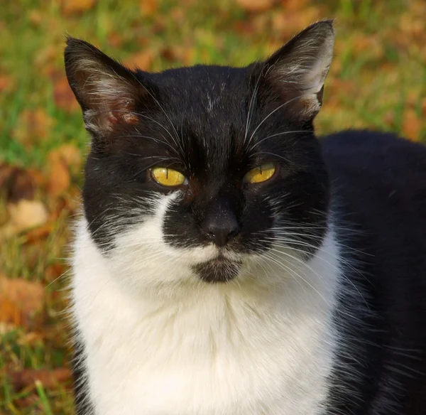 Svart och vit katt — Stockfoto