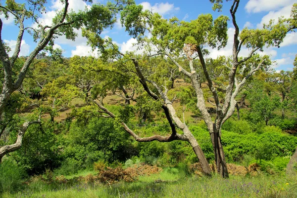 Carvalho de cortiça — Fotografia de Stock