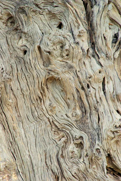 Olive tree trunk — Stock Photo, Image