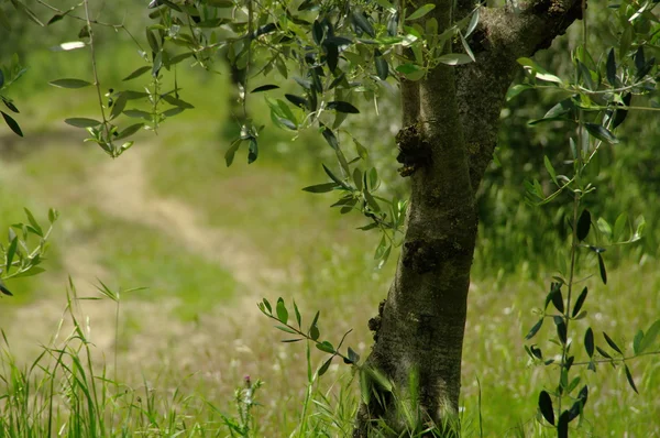 Kmen olivovníku — Stock fotografie