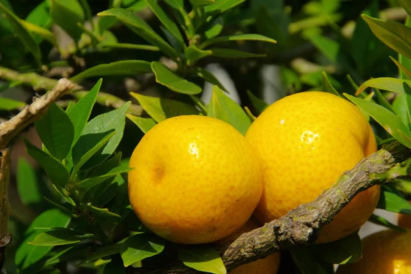 Orange fruit on tree — Stock Photo, Image