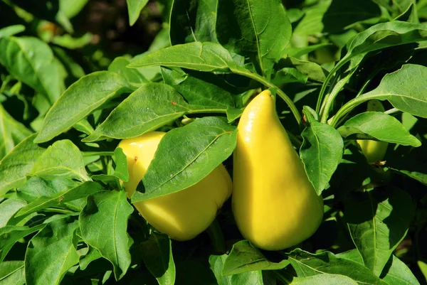 Planta de pimentón — Foto de Stock