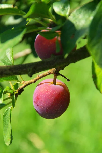 Pohon plum — Stok Foto