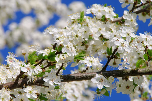 Plum blossom — Stock Photo, Image