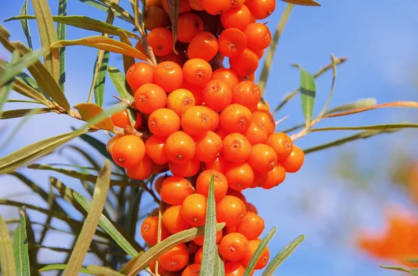 Espina de sauce — Foto de Stock