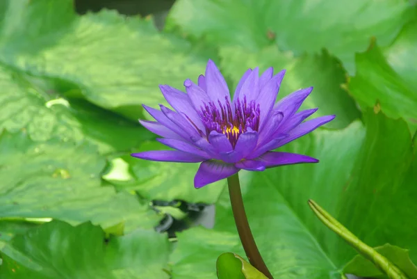 Water lily — Stock Photo, Image