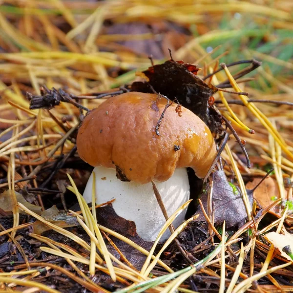 Cogumelo boleto — Fotografia de Stock