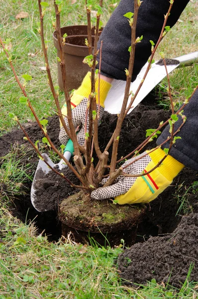 Planting a shrub — Stock Photo, Image