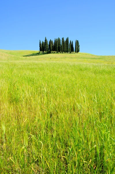 Wzgórza Toskanii — Zdjęcie stockowe