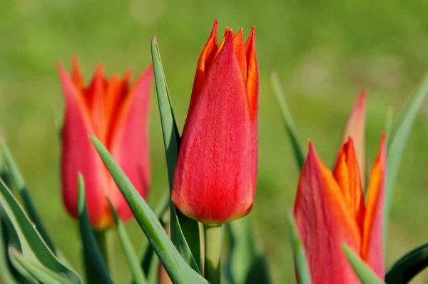Tulip röd blomma — Stockfoto