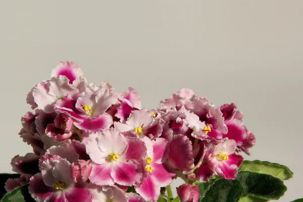 Afrikanische Veilchenblüte — Stockfoto
