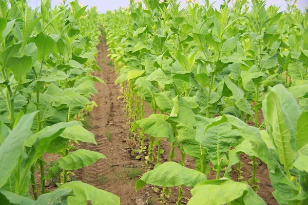 Tabaco cultivado — Foto de Stock