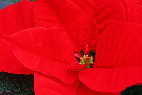 Julstjärna blomma — Stockfoto