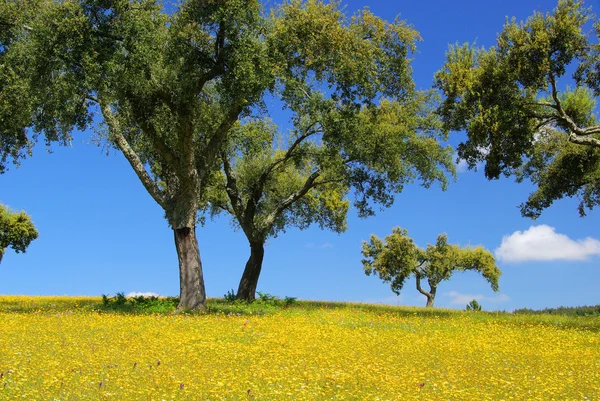 Meadow and cork oaks — Stock Photo, Image