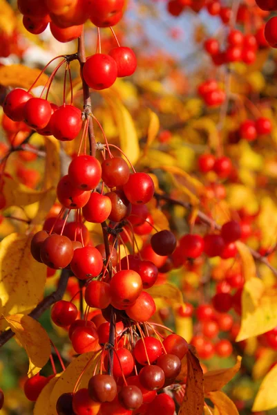 Ciliegia selvatica in autunno — Foto Stock